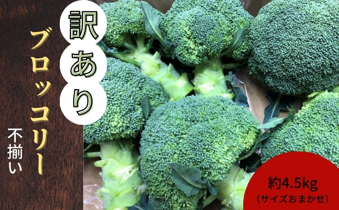 y쌧yz󂠂ubR[@4.5kgiTCY܂j