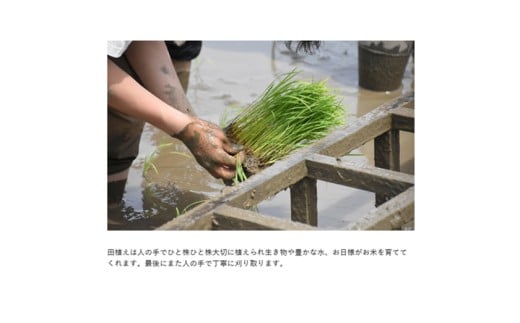 【たねや】【７年産】ラ コリーナ米　精米（2kg）【FT18W】