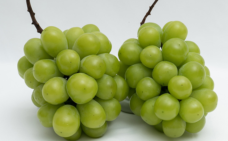 ぶどう 2026年 先行予約 シャイン マスカット 晴王 2房 （合計約1.1kg） 化粧箱入り マスカット ブドウ 葡萄  岡山県産 国産 フルーツ 果物 ギフト