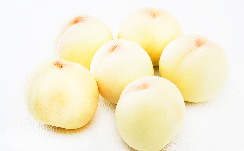 桃 定期便 2026年 先行予約 晴れの国 岡山 の 白桃 ×2回 お届け 1回目 白桃 6玉（1玉250g以上）／2回目 白桃 6玉（1玉300g以上） 化粧箱入り もも モモ 岡山産 国産 フルーツ 果物 ギフト