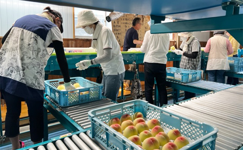 桃 定期便 2026年 先行予約 晴れの国 岡山 の 白桃 ×2回 お届け 1回目 白桃 6玉（1玉250g以上）／2回目 白桃 6玉（1玉300g以上） 化粧箱入り もも モモ 岡山産 国産 フルーツ 果物 ギフト