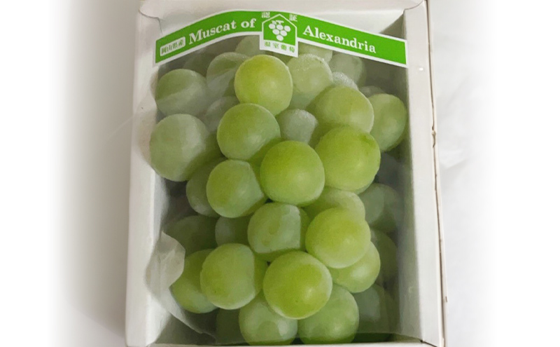 ぶどう 2026年 先行予約 マスカットオブアレキサンドリア 1房(550g以上・赤秀) 化粧箱入り
