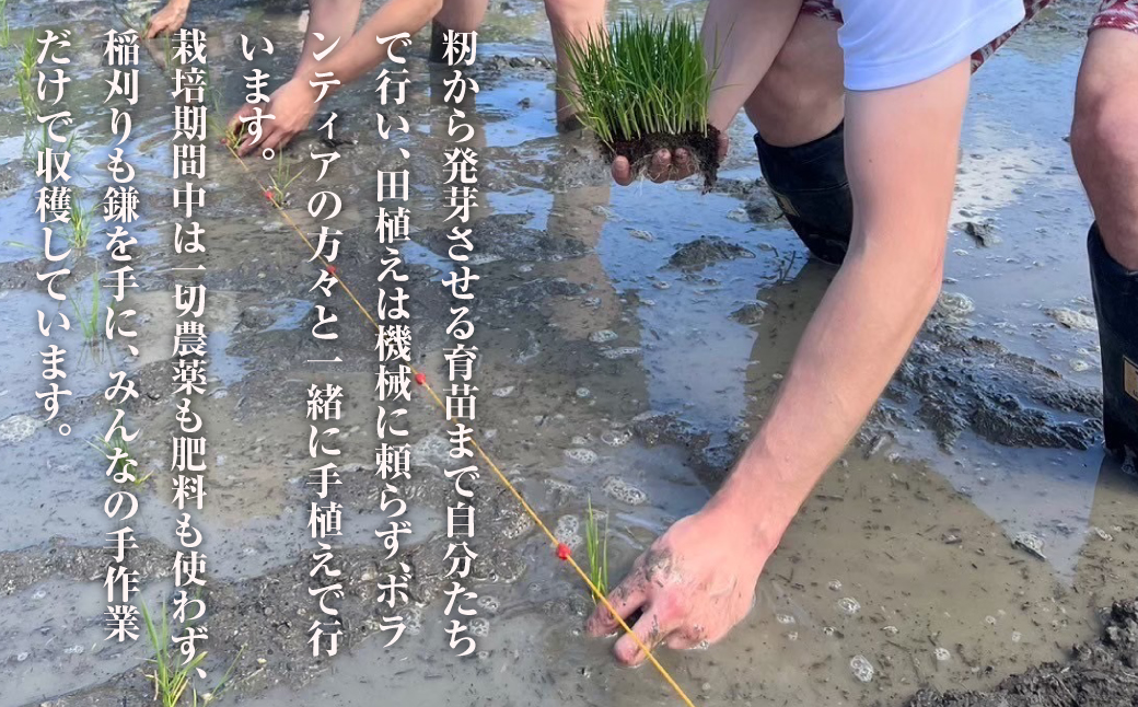 來子道米 ～きしどうまい～ 450g×3個 【栽培期間中、無農薬無肥料】 精米 白米