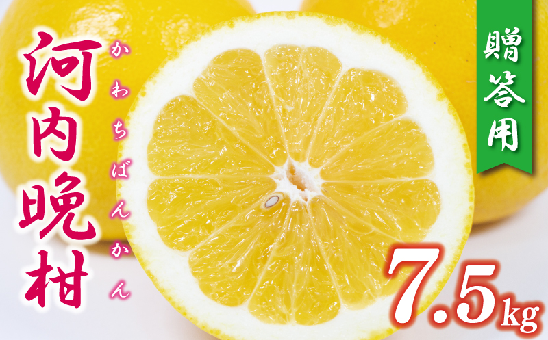 贈答用 河内晩柑 樹齢 30年以上 7.5kg （ サイズ ミックス ） 13000円 みかん mikan 蜜柑 ミカン かわちばんかん 愛南ゴールド あいなん ゴールド 文旦 派生 グレープフルーツ 和製 産地直送 国産 農家直送 期間限定 数量限定 特産品 ゼリー ジュース アイス 等に 人気 さわやか 甘い フルーツ 果物 柑橘 ギフト プレゼント 小玉 含む 果樹園みどり 愛南町 愛媛県