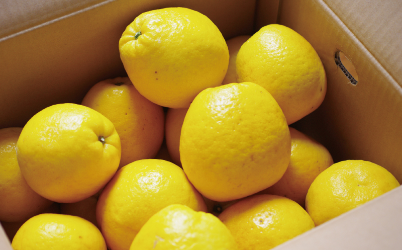 贈答用 河内晩柑 樹齢 30年以上 7.5kg （ サイズ ミックス ） 13000円 みかん mikan 蜜柑 ミカン かわちばんかん 愛南ゴールド あいなん ゴールド 文旦 派生 グレープフルーツ 和製 産地直送 国産 農家直送 期間限定 数量限定 特産品 ゼリー ジュース アイス 等に 人気 さわやか 甘い フルーツ 果物 柑橘 ギフト プレゼント 小玉 含む 果樹園みどり 愛南町 愛媛県