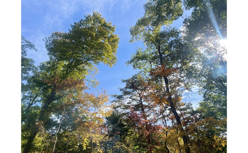 癒しの森で焚き火と焼き芋体験（1名様分）～「町に近い森」がある小諸にて　体験 チケット 自然 リフレッシュ