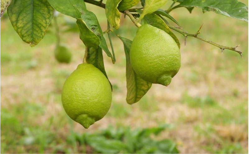 檸檬胡椒　70g　レモン れもん 調味料 スパイス 薬味 京都府 宮津市