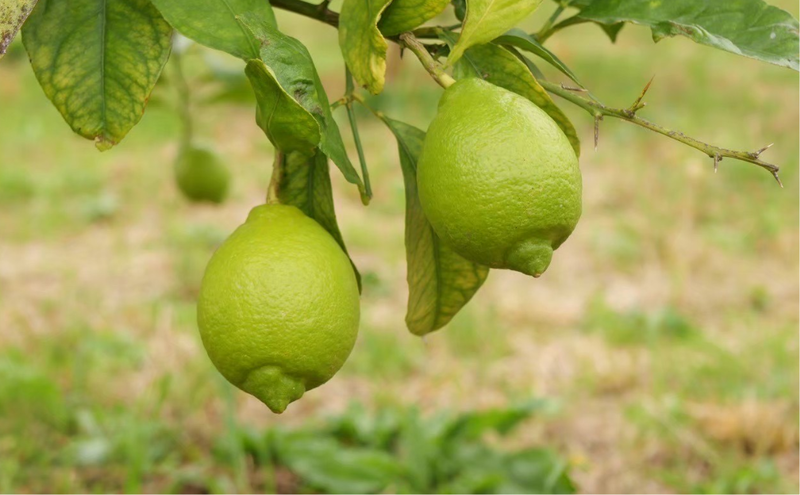 檸檬胡椒　70g　レモン れもん 調味料 スパイス 薬味 京都府 宮津市