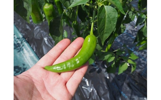  青オニゆずこしょう　52g×1本　柚子胡椒 ゆず胡椒 辛い 香辛料 唐辛子 からし スパイス 無添加 オーガニック 有機  お歳暮 お中元 母の日 父の日 ギフト 熨斗 のし 高知県 馬路村