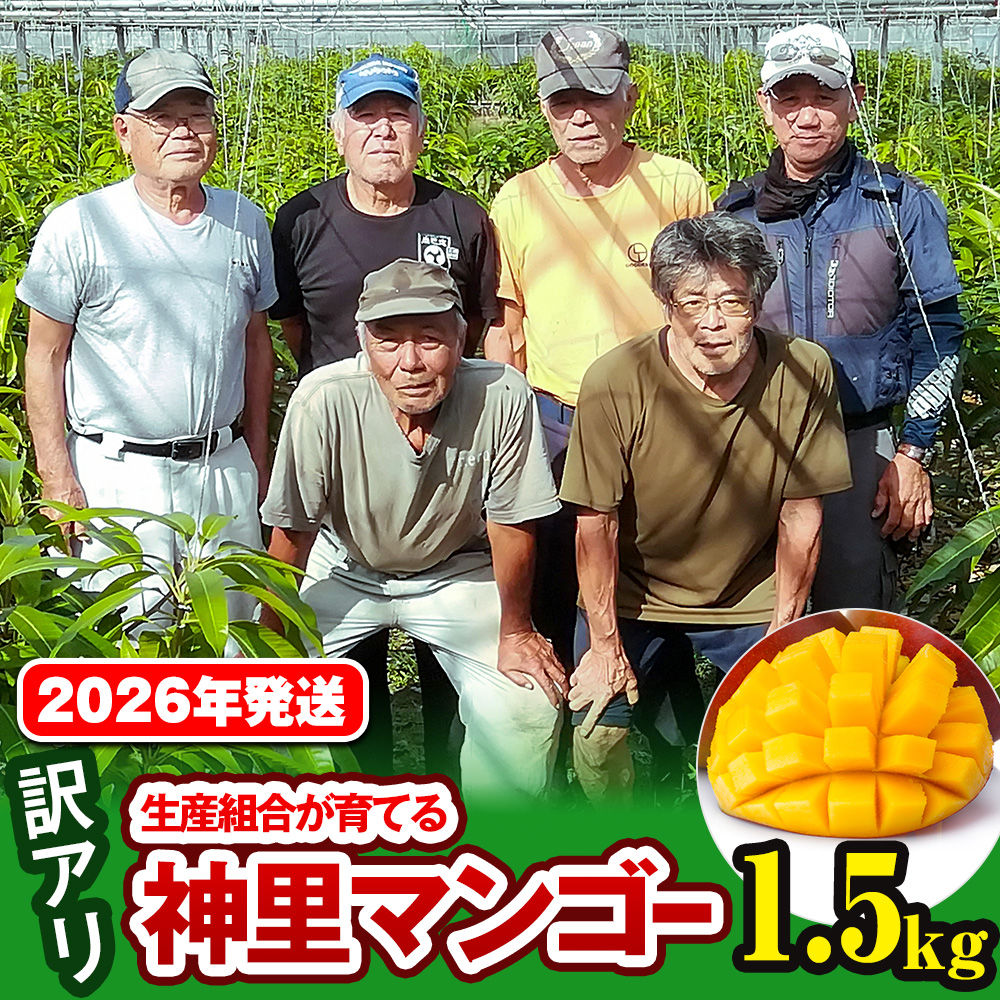沖縄県南風原町のふるさと納税 【訳あり】2026年発送　生産組合から直送　神里マンゴー1.5kg