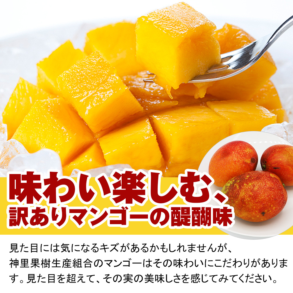 沖縄県南風原町のふるさと納税 【訳あり】2026年発送　生産組合から直送　神里マンゴー1.5kg