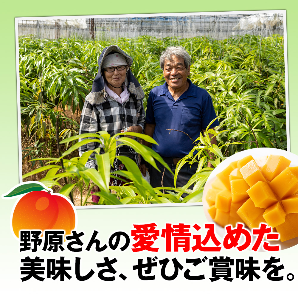 沖縄県南風原町のふるさと納税 【2026年発送】すみれ農園のアーウィンマンゴー家庭用1.5kg