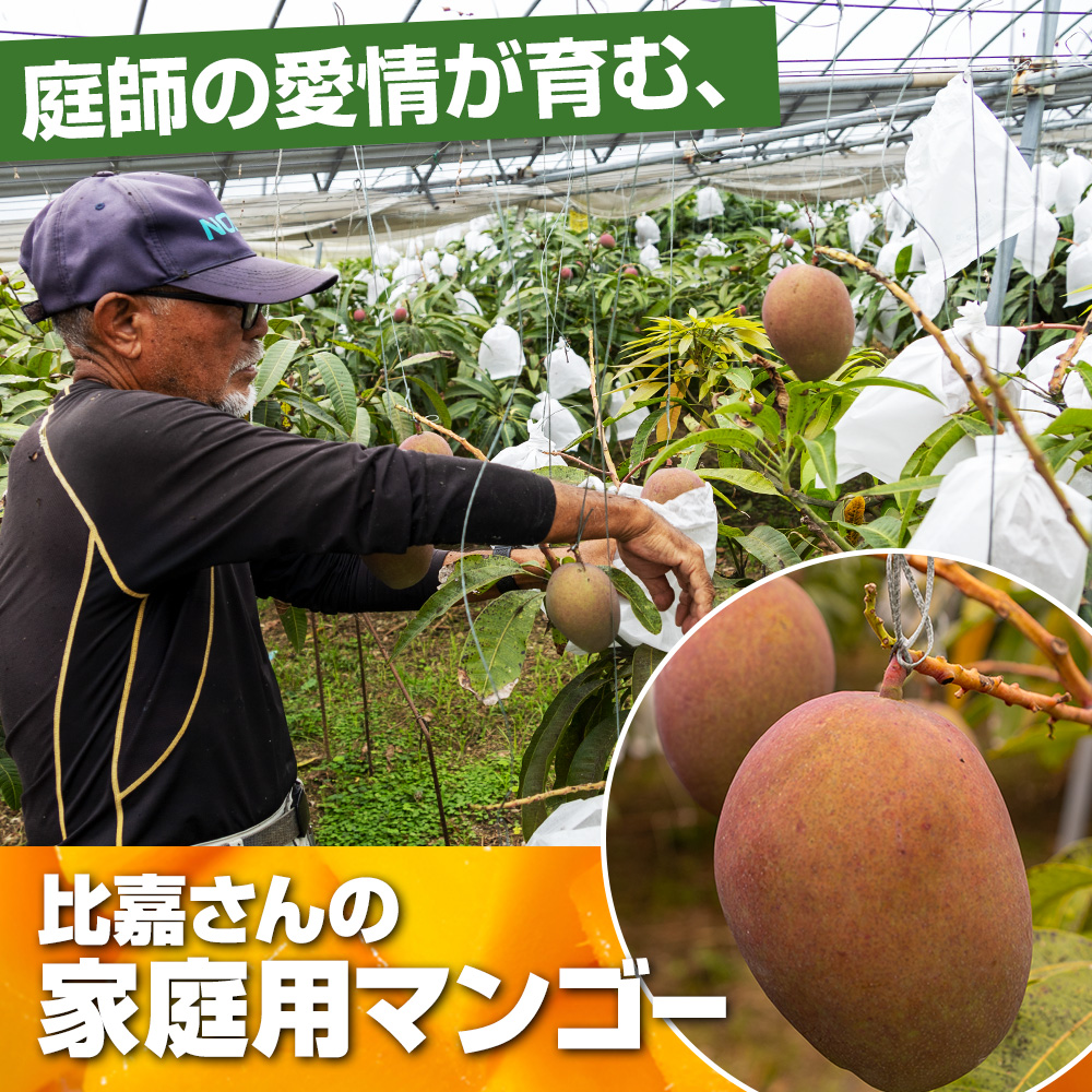 沖縄県南風原町のふるさと納税 【2026年発送】比嘉マンゴーファームのアーウィンマンゴー　家庭用1.5kg