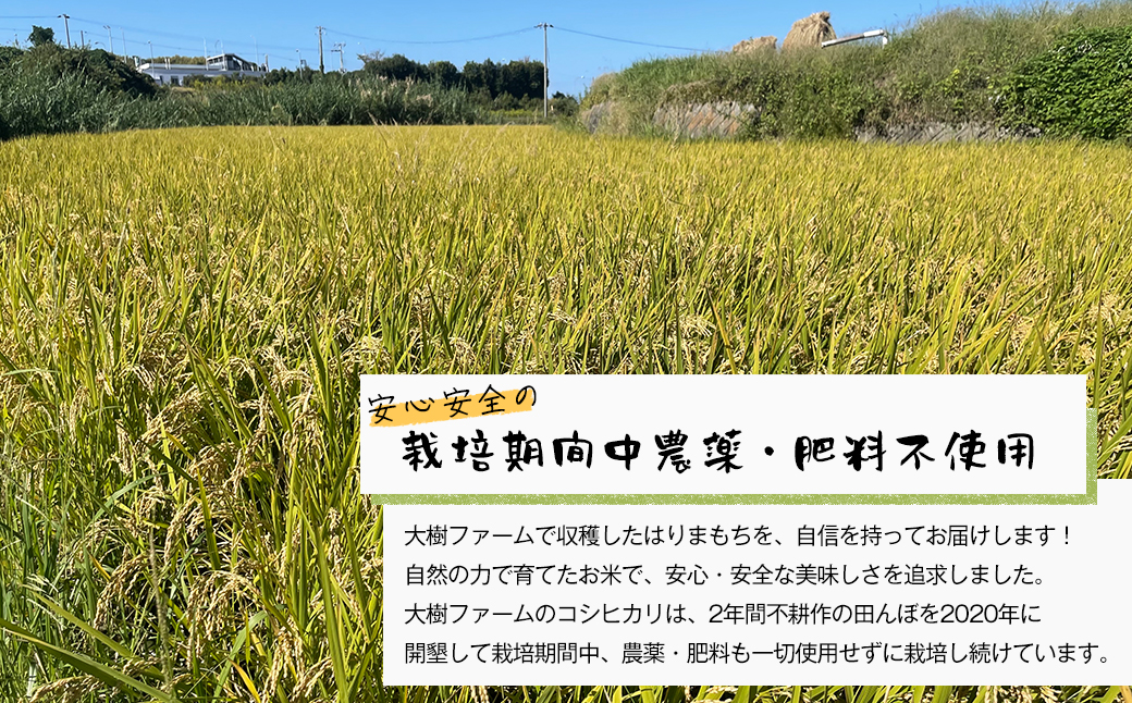 自然栽培もち米　はりまもち（白米）　3kg