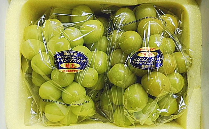 ぶどう 2026年 先行予約 シャインマスカット晴王 2房(1房600g以上) 化粧箱入り ブドウ 葡萄 岡山県産 国産 フルーツ 果物 ギフト