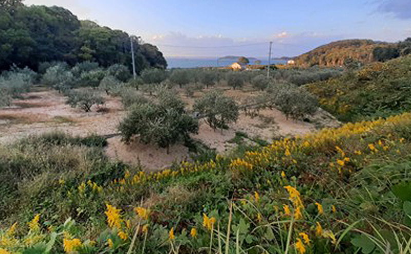 オリーブオイル 小豆島の恵み 
100％小豆島産 手摘み エキストラバージンオリーブオイル 85g×1本