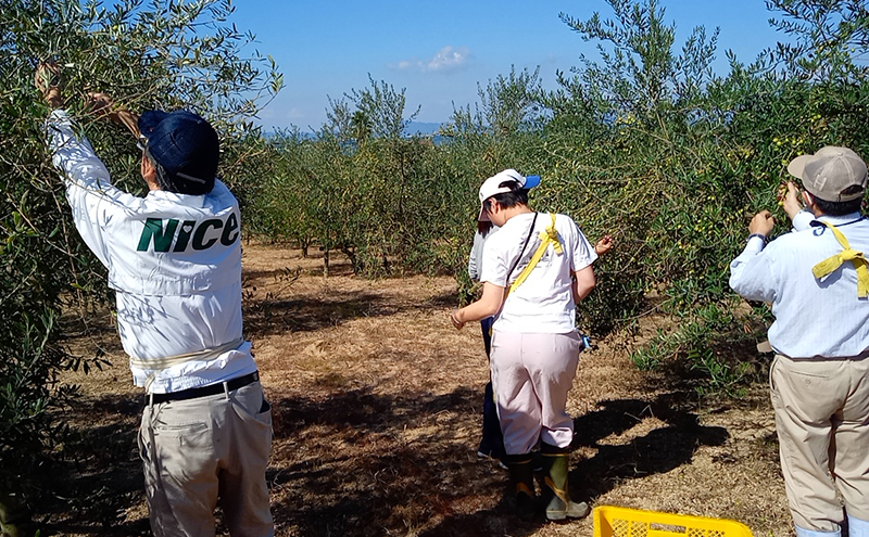 オリーブオイル 小豆島の恵み 100％小豆島産 手摘み エキストラバージンオリーブオイル 85g×2本セット