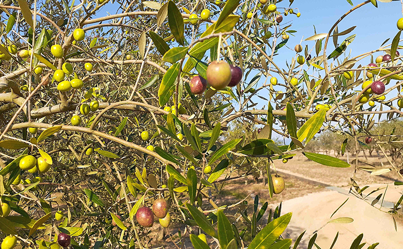 オリーブオイル 小豆島の恵み 100％小豆島産 手摘み エキストラバージンオリーブオイル 85g×2本セット