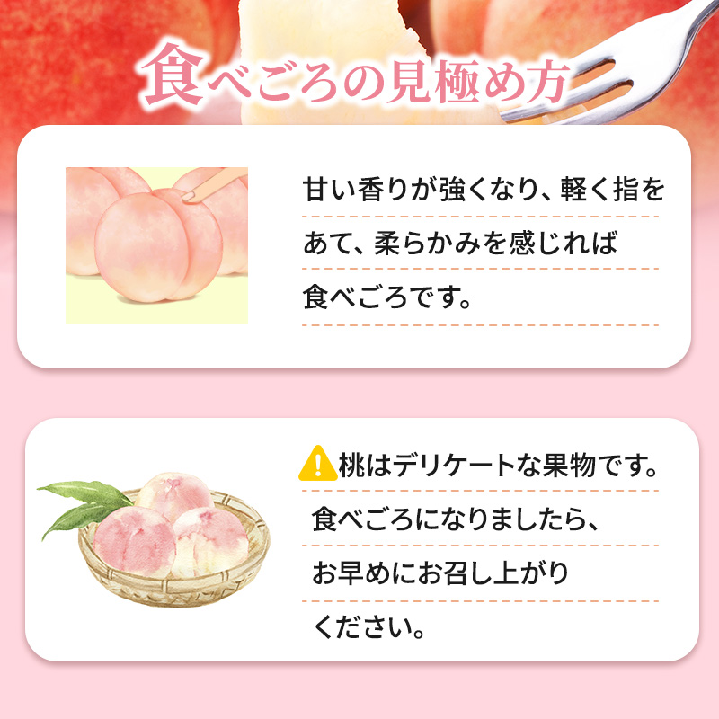 2026年発送 先行予約 「浅間水蜜桃プレミアム」 もも あかつき 秀品 約2kg 5～9玉 ふるさと納税 果物 桃 フルーツ モモ 果肉  長野県産 小諸市