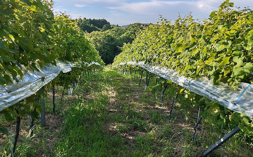 島薫るBlanc 2025 -デラウエアペティアン-　750ml 微発泡白ワイン 酸化防止剤無添加