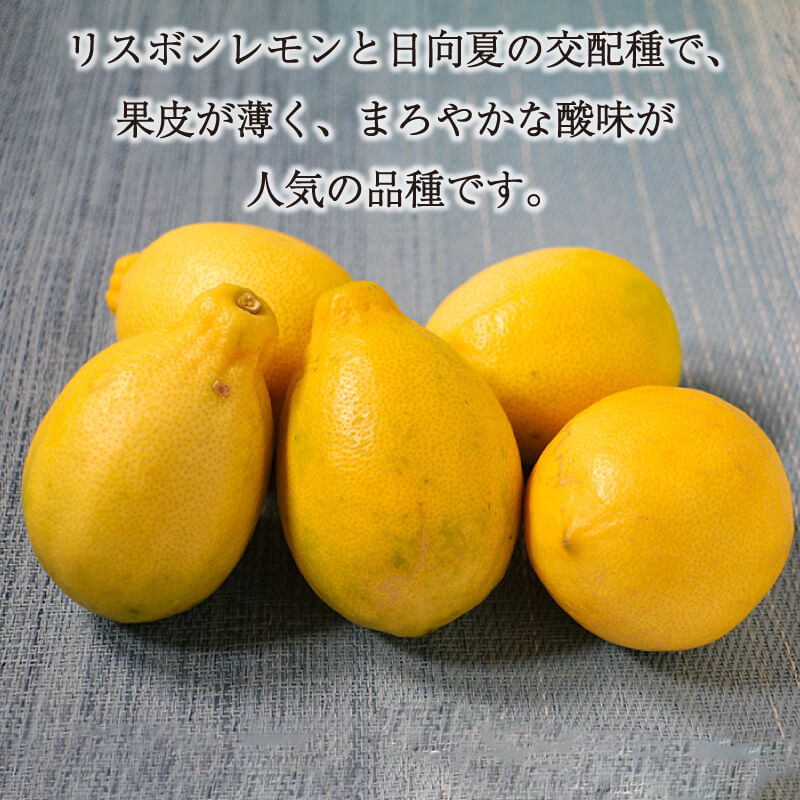 訳あり レモン（イエローレモン） 3kg りのか 減農薬 レモン イエローレモン 農家直送 こだわり らんきんぐ 柑橘 かんきつ 檸檬 果物 くだもの 果実 国産 フルーツ 有名 愛媛 ブランド 愛媛県産 瀬戸内 ビタミン 美味しい 生産者 直送 産直 無添加 レモンサワー ジュース チューハイ 愛媛県 愛南町 みかん職人武田屋
