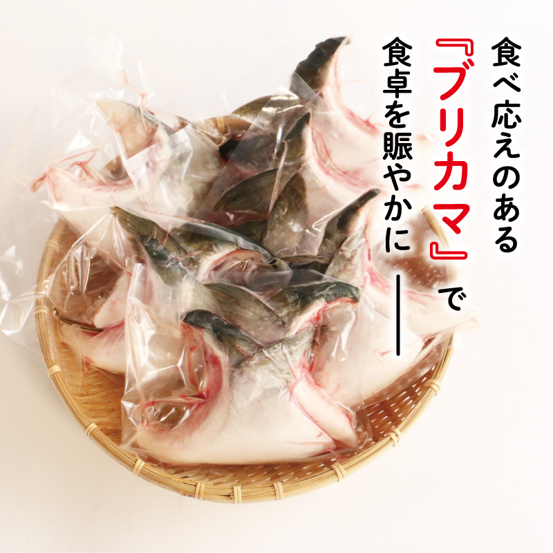 数量限定 ブリカマ 2.5kg 10000円 冷凍 サイズ 不揃い ぶりかま ぶりカマ 鰤かま 食べ物 旬 お手軽 魚海鮮 魚介 父の日 小分け 真空 パック 新鮮 鮮魚 養殖 国産 鰤 ぶり ブリ お取り寄せ ギフト プレゼント おつまみ アテ おかず カマ 塩焼き 煮物 あらだき あら煮 肉 厚 規格外 人気 ハマスイ 愛南町 愛媛県
