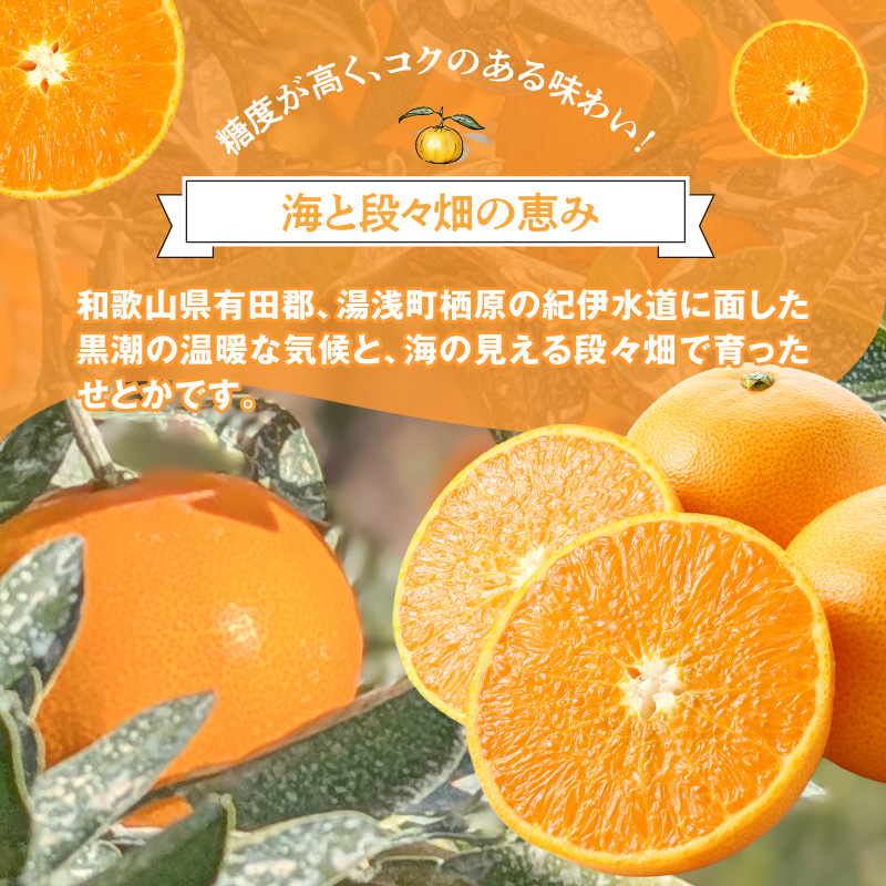 DZ6230_ご家庭用 せとか 和歌山 有田 2S～3Lサイズ 大きさお任せ 約2kg