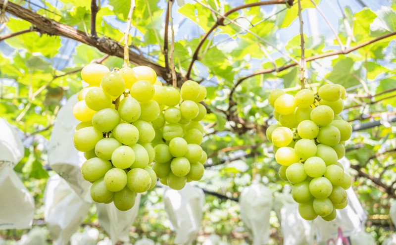 ぶどう 2026年 先行予約 ぶどう ご家庭用 シャインマスカット 晴王 約400g×1房 ブドウ 葡萄 岡山県産 国産 フルーツ 果物