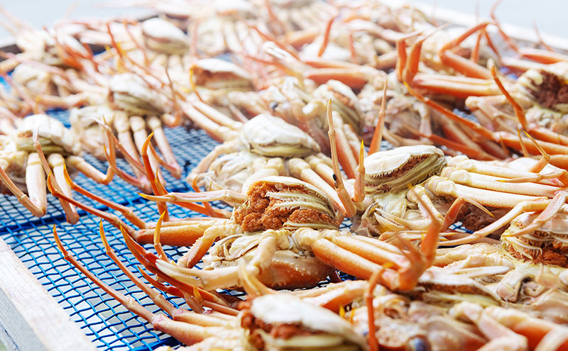 【数量限定】夫婦蟹 甲羅盛セット 松葉蟹 ほぐし身（特々大）※活き蟹（1,100g級）とコッペがに（中サイズ3個）