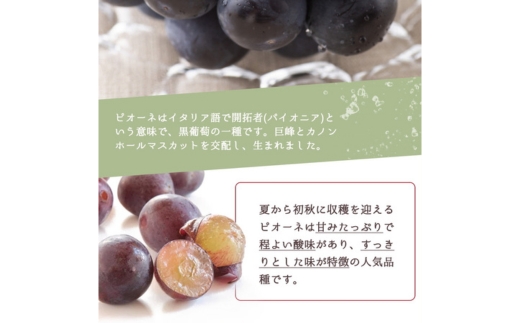 全3回 フルーツ定期便（桃7月、梨8月、ピオーネ9月発送）｜ 和歌山県産 モモ ナシ ぶどう 旬 果物