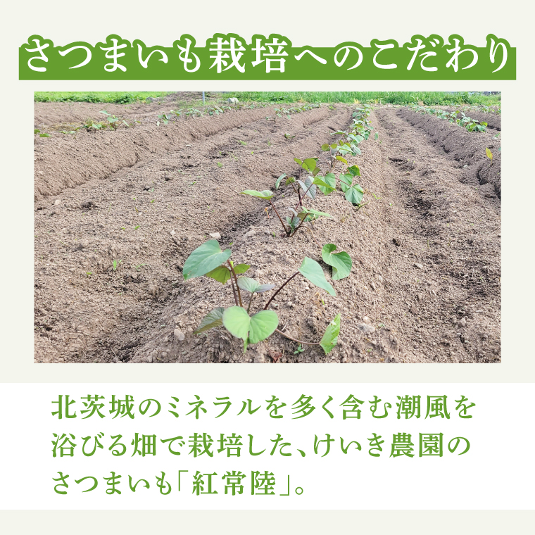 「特撰」干し芋紅常陸　丸干し 500ｇ【紅常陸 べにひたち さつまいも サツマイモ 甘い おいしい 袋詰め ギフトボックス 】(BV011)