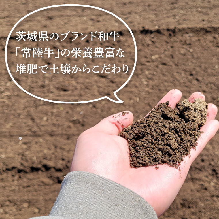 「特撰」干し芋紅常陸　丸干し 500ｇ【紅常陸 べにひたち さつまいも サツマイモ 甘い おいしい 袋詰め ギフトボックス 】(BV011)