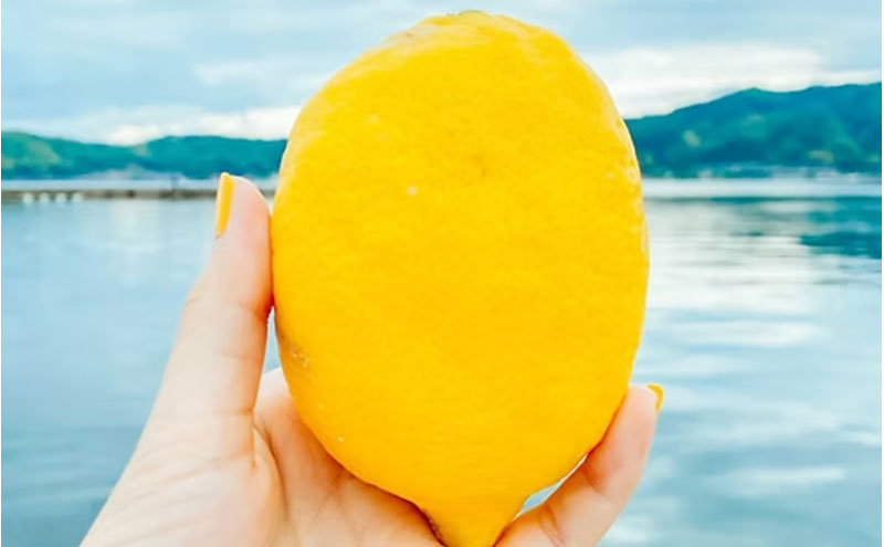 宮津産 レモン 1kg　国産 檸檬 柑橘類 果物 くだもの フルーツ  常温配送 京都府 宮津市