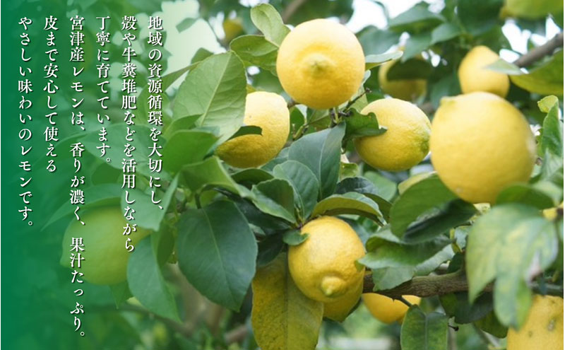 宮津産 レモン 5kg　国産 檸檬 柑橘類 果物 くだもの フルーツ 京都府 宮津市