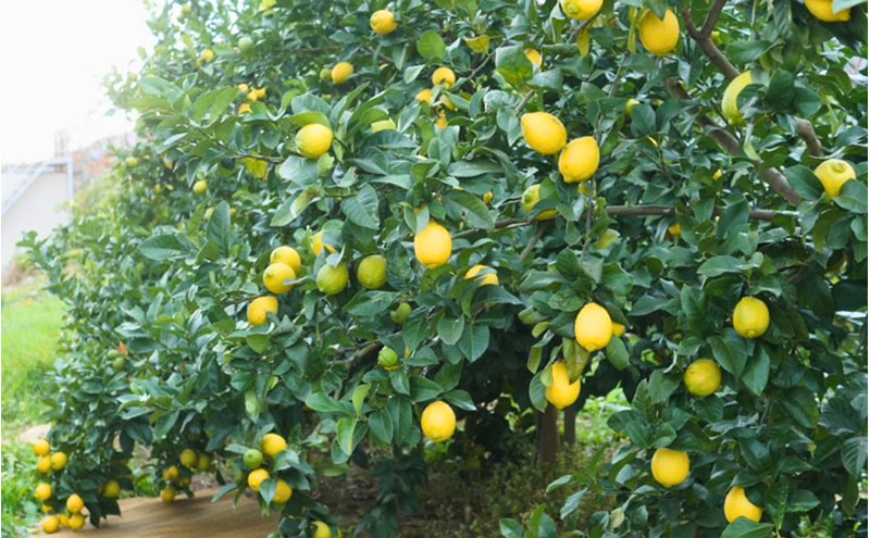 宮津産 レモン 3kg　国産 檸檬 柑橘類 果物 くだもの フルーツ 京都府 宮津市