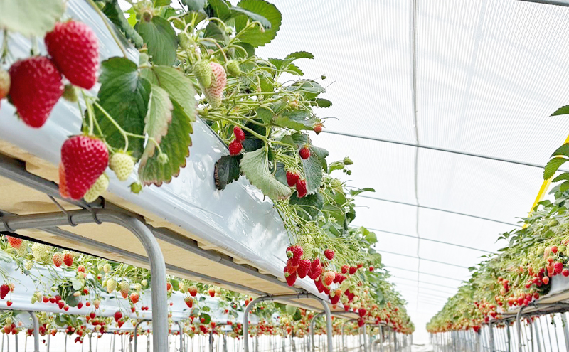 大河原町のいちご 完熟いちご 2パック 果物 フルーツ 苺 紅ほっぺ かおり みずみずしい ジューシー 期間限定 季節限定 家庭用