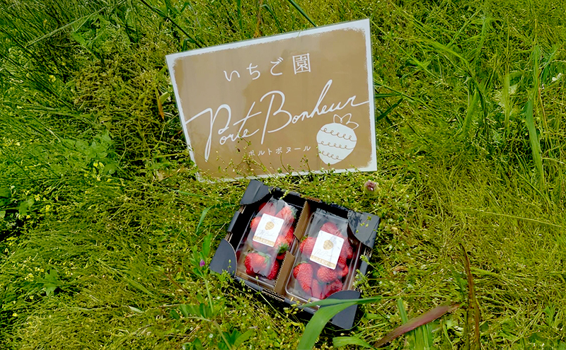 大河原町のいちご 完熟いちご 2パック 果物 フルーツ 苺 紅ほっぺ かおり みずみずしい ジューシー 期間限定 季節限定 家庭用