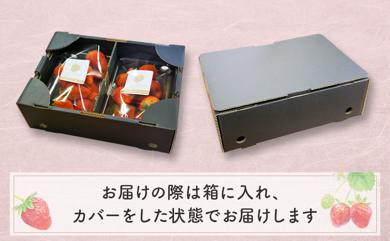大河原町のいちご 完熟いちご 2パック 果物 フルーツ 苺 紅ほっぺ かおり みずみずしい ジューシー 期間限定 季節限定 家庭用