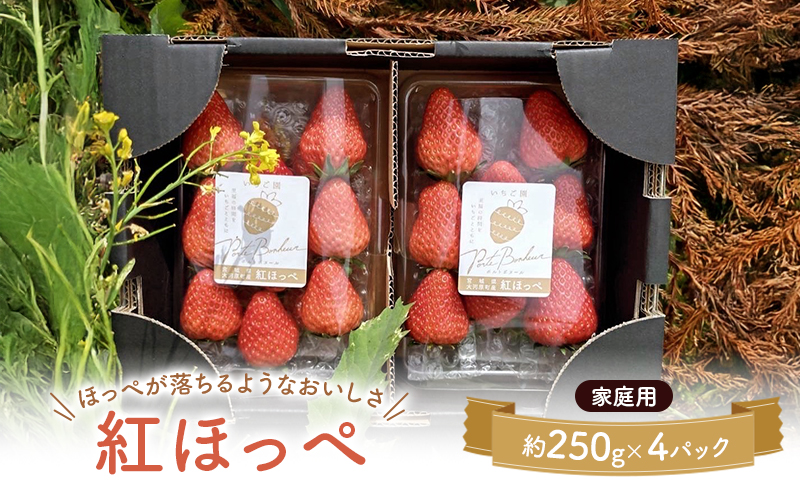 �y�{�錧��͌����z��͌����̂����� ���n������ 4�p�b�N �ʕ� �t���[�c � �g�ق��� ������ �݂��݂����� �W���[�V�[ ���Ԍ��� �G�ߌ��� �ƒ�p