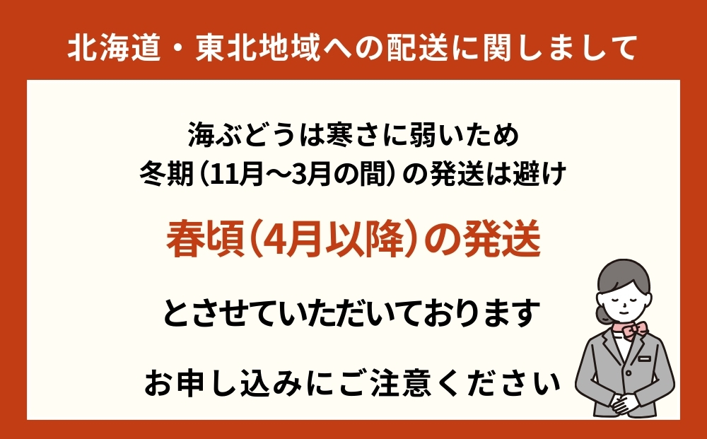 【うるま市産】訳あり海ぶどう　1kg（茎付き）