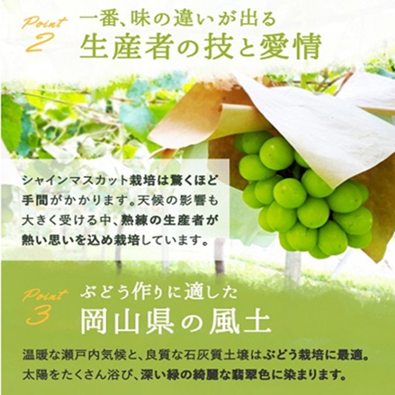 ぶどう 2026年 先行予約 シャイン マスカット 晴王 1房 700g前後 ブドウ 葡萄  岡山県産 国産 フルーツ 果物 ギフト 岡山のブドウ デザート 食べ物 日本産