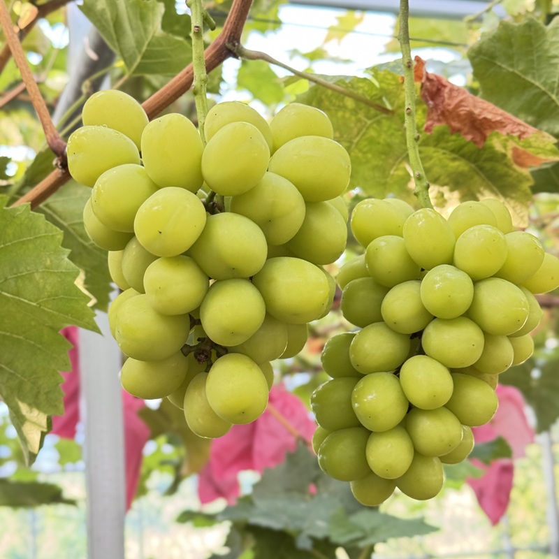 ぶどう 2026年 先行予約 農家こだわりの シャイン マスカット ＆ オーロラブラック 2房 合計約1.2kg 贈答クラス 葡萄 岡山県産 国産 フルーツ 果物 ギフト 【 Nini farm 農家 直送 】