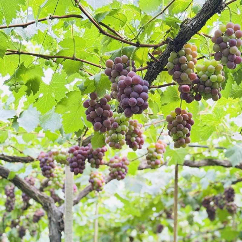 ぶどう 2026年 先行予約 農家こだわりの シャイン マスカット ＆ オーロラブラック 2房 合計約1.2kg 贈答クラス 葡萄 岡山県産 国産 フルーツ 果物 ギフト 【 Nini farm 農家 直送 】