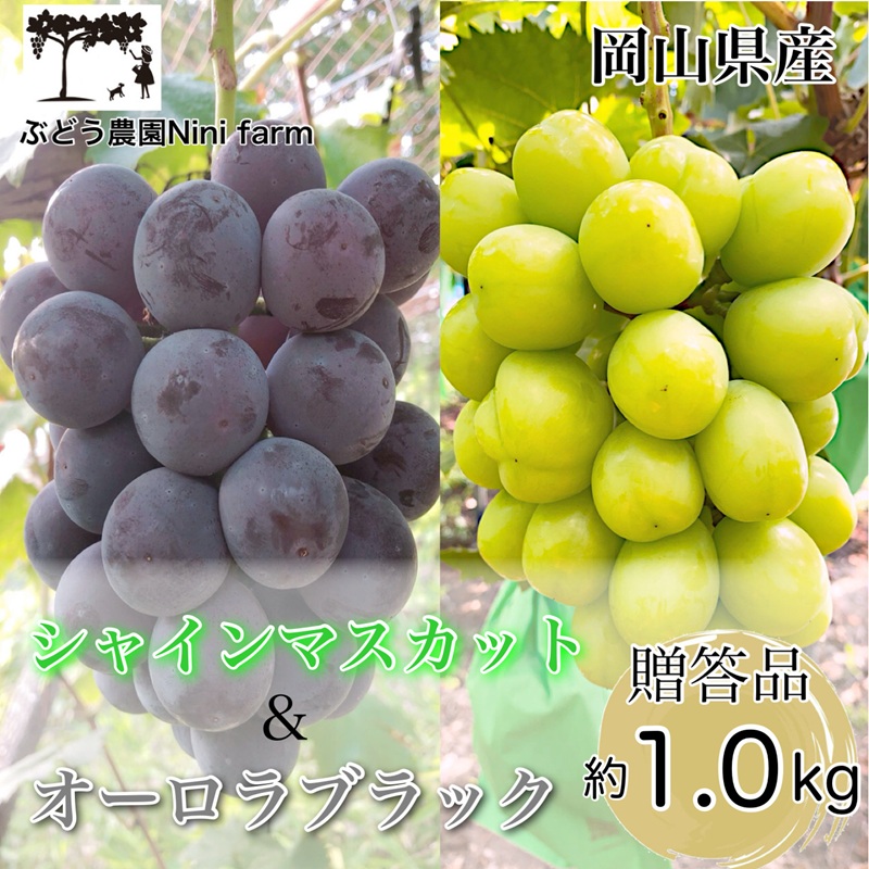 ぶどう 2026年 先行予約 農家こだわりの シャイン マスカット ＆ オーロラブラック 2房 合計約1.0kg 贈答クラス 葡萄 岡山県産 国産 フルーツ 果物 ギフト 【 Nini farm 農家 直送 】