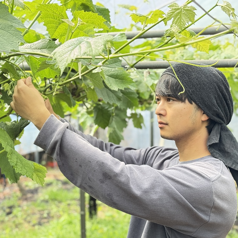 ぶどう 2026年 先行予約 農家こだわりの シャイン マスカット ＆ オーロラブラック 2房 合計約1.0kg 贈答クラス 葡萄 岡山県産 国産 フルーツ 果物 ギフト 【 Nini farm 農家 直送 】