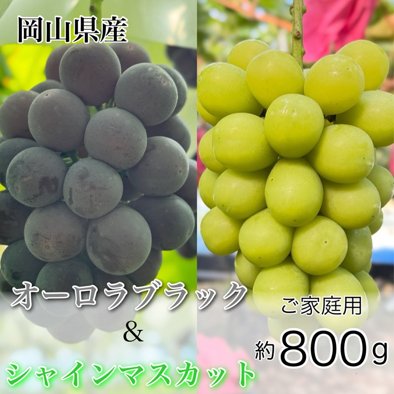 �y���R�����˓��s�z�Ԃǂ� 2026�N ��s�\�� �_�Ƃ������� �V���C�� �}�X�J�b�g �� �I�[�����u���b�N 2�[ ���v��800g ���ƒ�p�N���X ���� ���R���Y ���Y �t���[�c �ʕ� �M�t�g �y Nini farm �_�� ���� �z