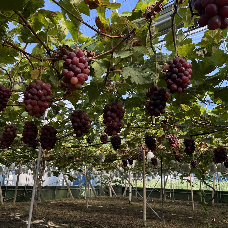 ぶどう 2026年 先行予約 話題の品種 富士の輝 1房詰め 特秀ランク 700g以上 特秀 葡萄 岡山県産 国産 フルーツ 果物 ギフト 【 Nini farm 農家 直送 】