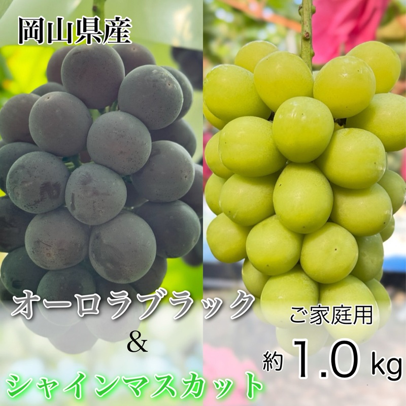 �y���R���ʖ�s�z�Ԃǂ� 2026�N ��s�\�� �_�Ƃ������� �V���C�� �}�X�J�b�g �� �I�[�����u���b�N 2�[ ���v��1.0kg ���ƒ�p�N���X ���� ���R���Y ���Y �t���[�c �ʕ� �M�t�g �y Nini farm �_�� ���� �z