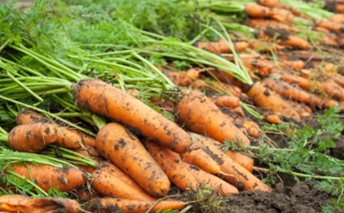 ドレッシング 3本セット