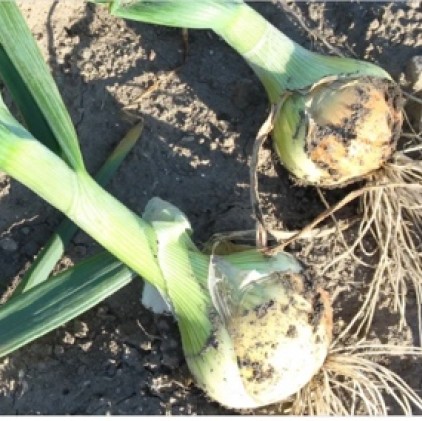 ドレッシング 5本セット